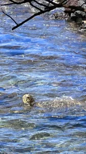 Photo of the Day: Hello Honu